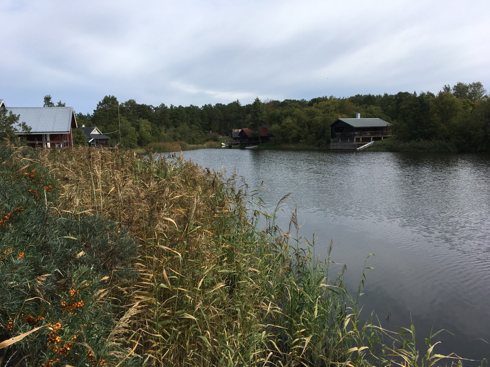 En havsvik med vass och båthus på bägge sidorna.