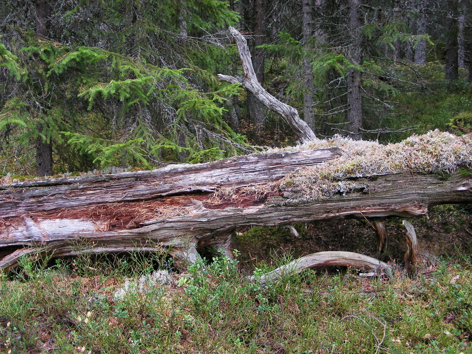 Liggande död trädstam med mossor och lavar på.