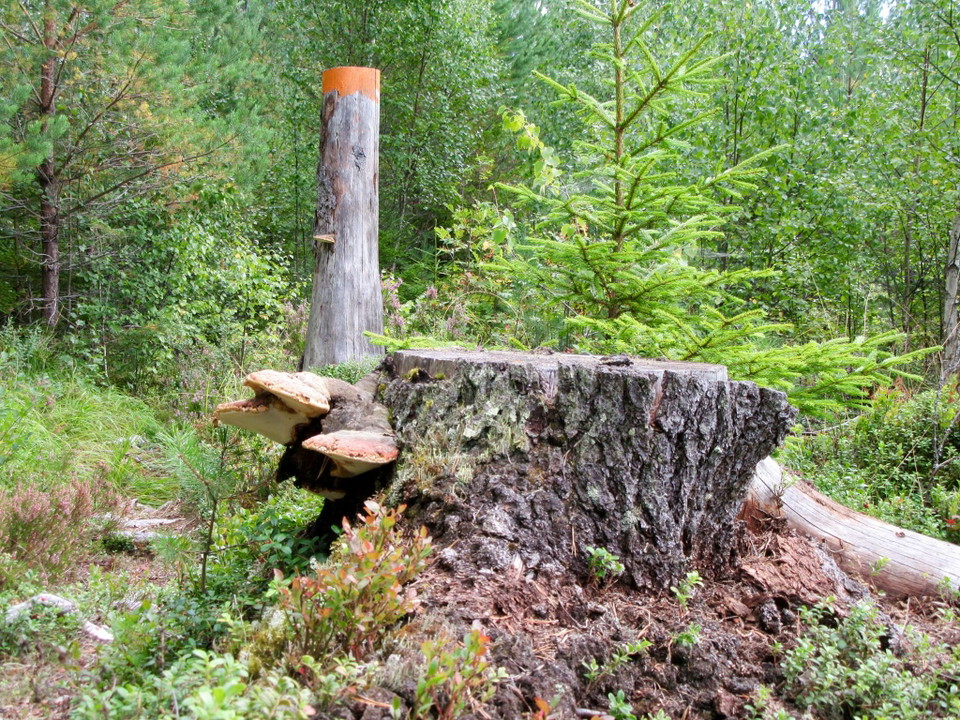 Foto: Urban Dimberg