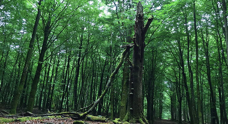 Högstubbe i lövskogen.