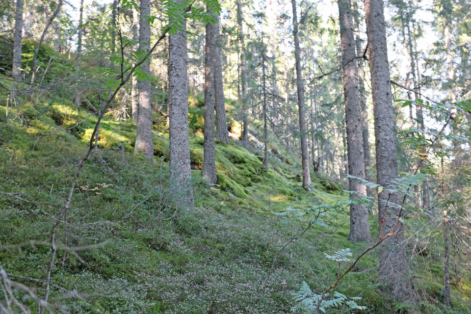 Mossbeklädd sluttning med tall och gran.