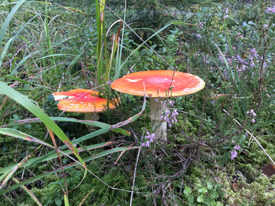 Not all mushrooms in the reserve are edible.