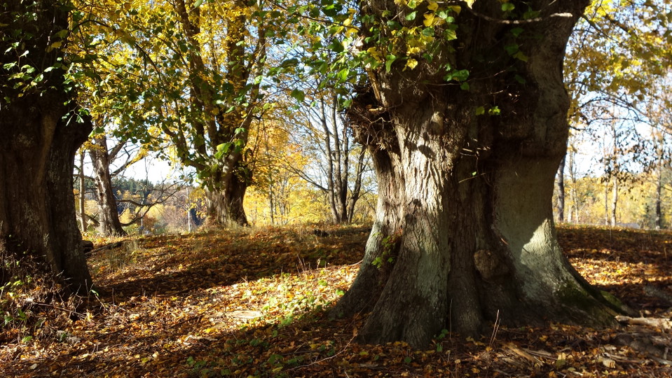 De grova parklindarna.