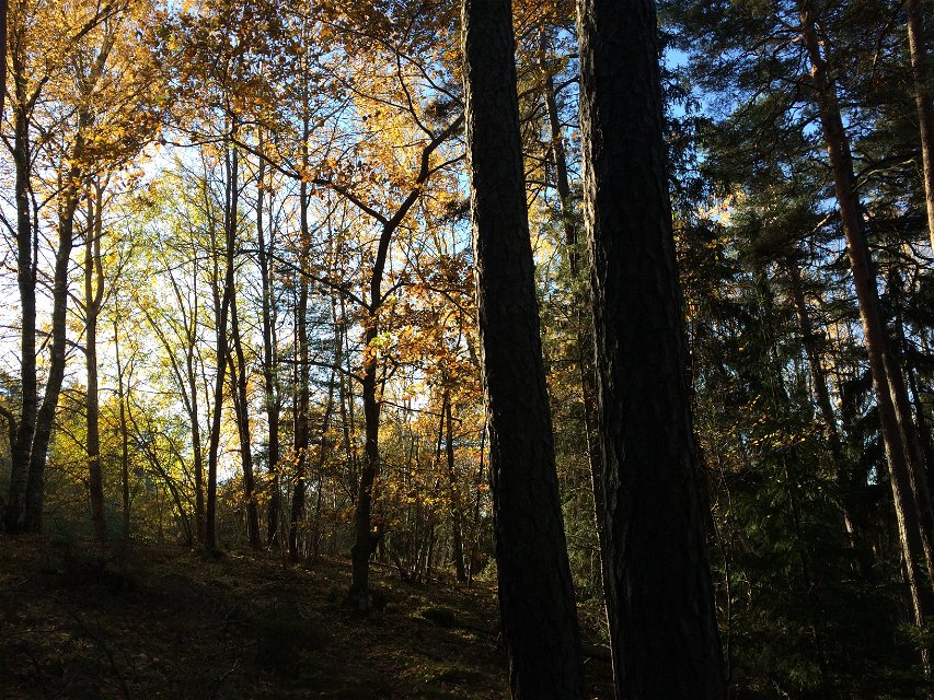 Närbild på en skog med barr- och lövträd. 