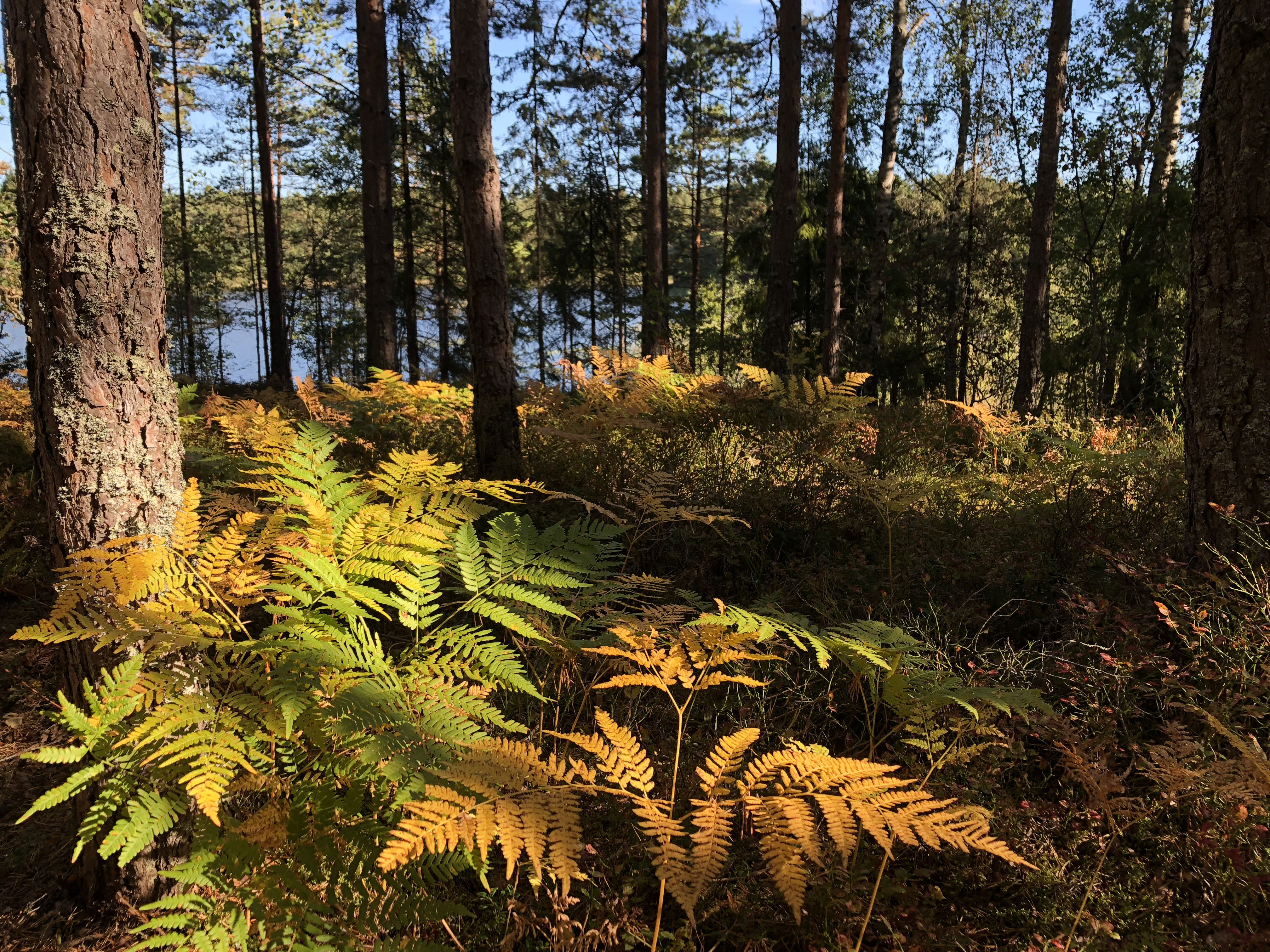 Dammstakärret på Bogesund skymtar bakom gula ormbunkar och tallskog.