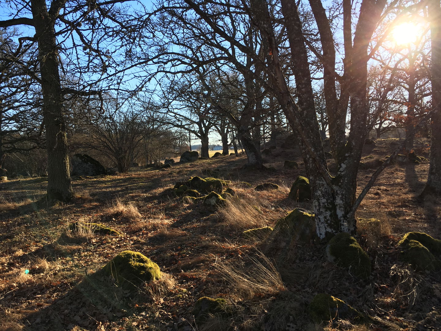 Sluttande mark med många kala lövträd och buskar och stenblock på marken. Mellan träden skymtar en åker fram.