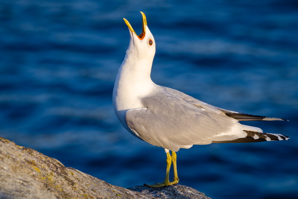 Fiskmås på Fjäderholmarna.