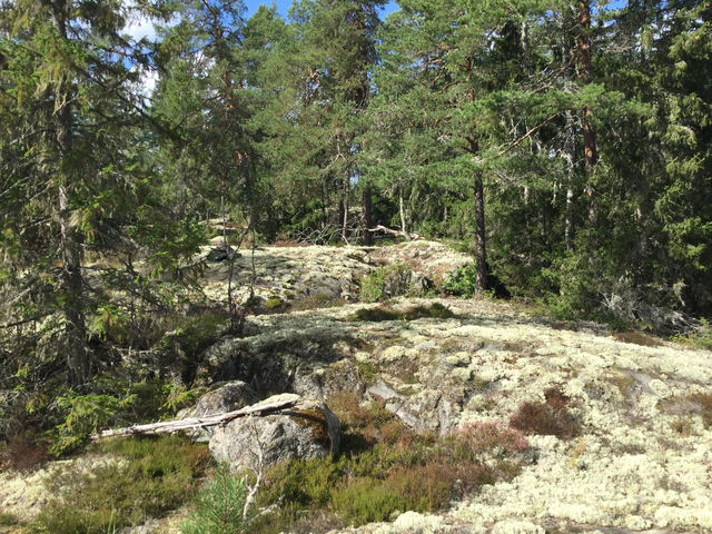 Borgskogen