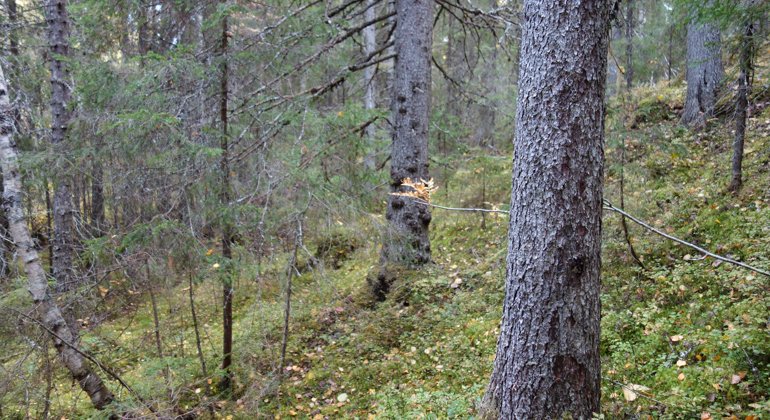 Brandbärssvedjans naturreservat.