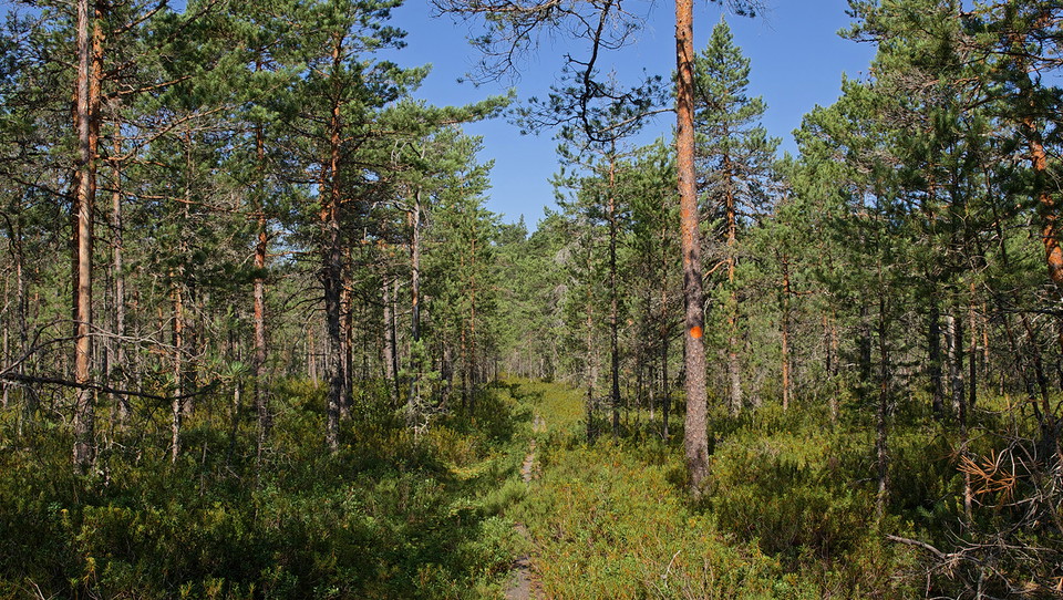 Följ de markerade stigarna genom reservatet