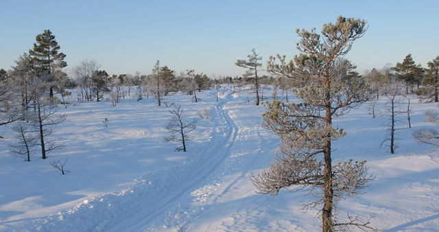Cross-country skiing in Store Mosse National Park