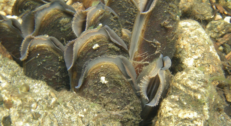 Flodpärlmussla.