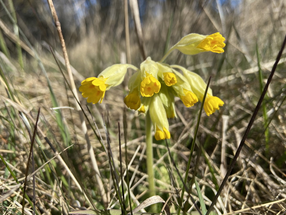 Närbild på en gul blomma.