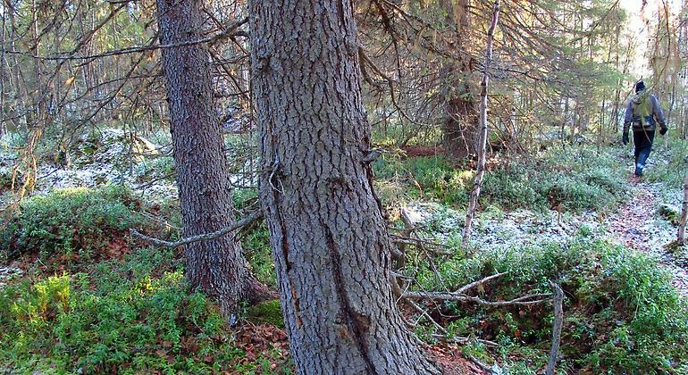 en person promenerar i gammelskog