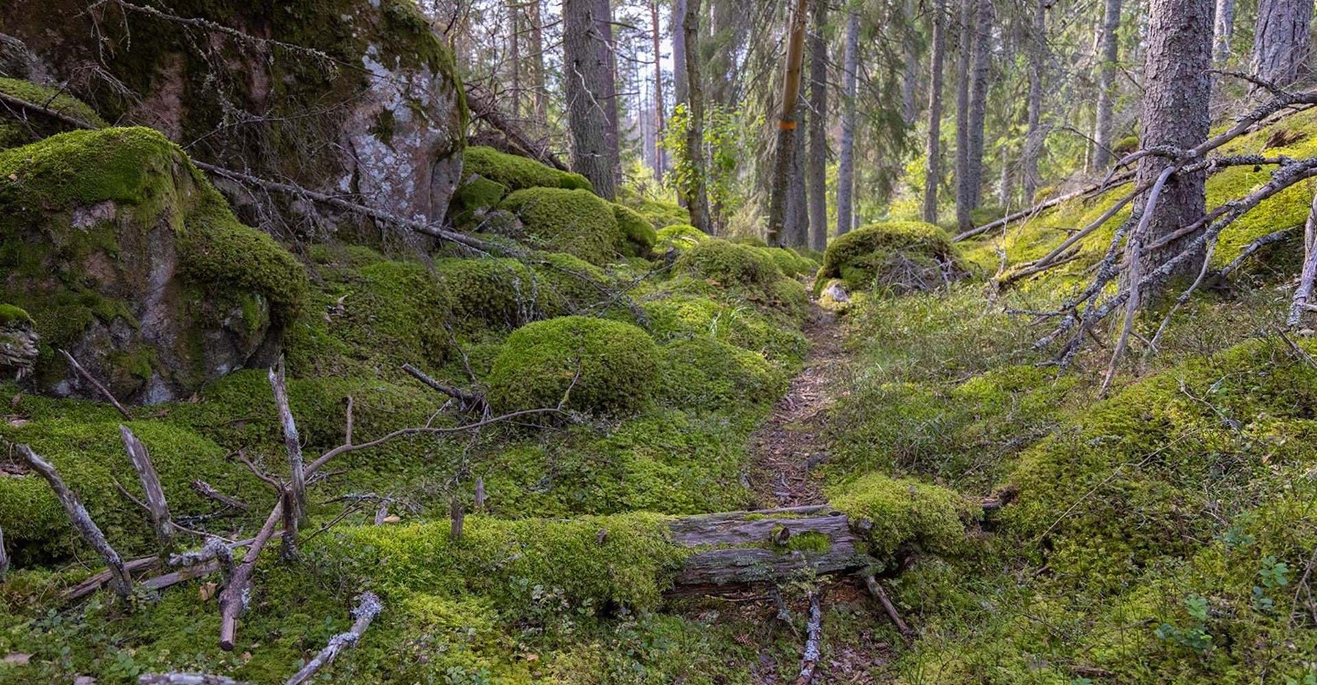 Vacker natur i Forsums gammelskog.
Etapp: Hälla -Nartorp
Söderköping