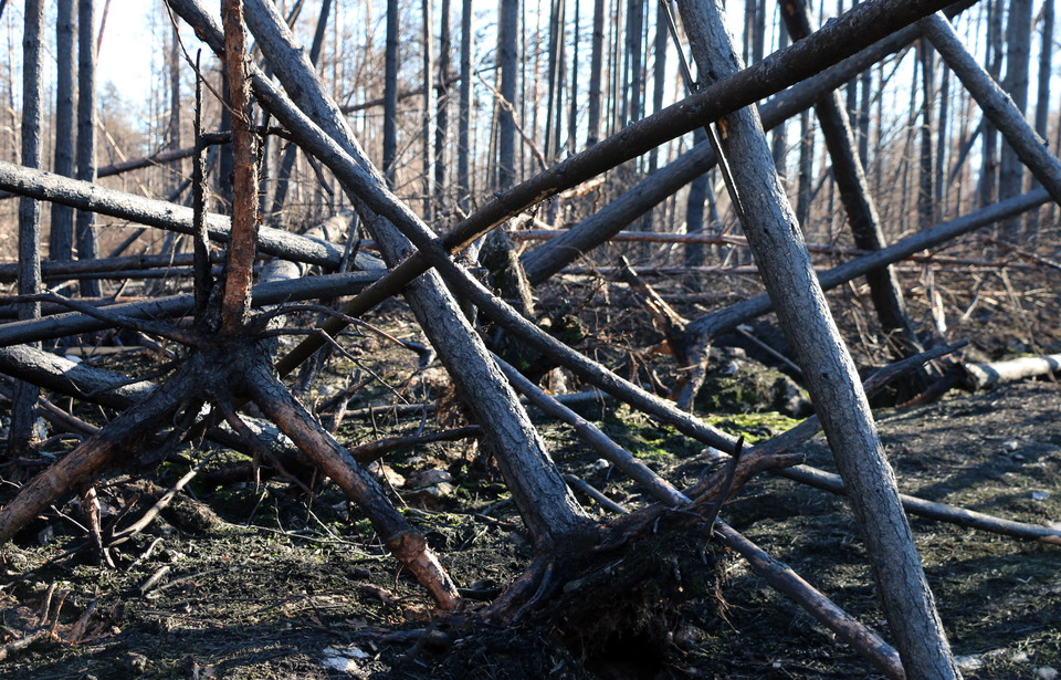Rasade träd som ligger huller om buller.