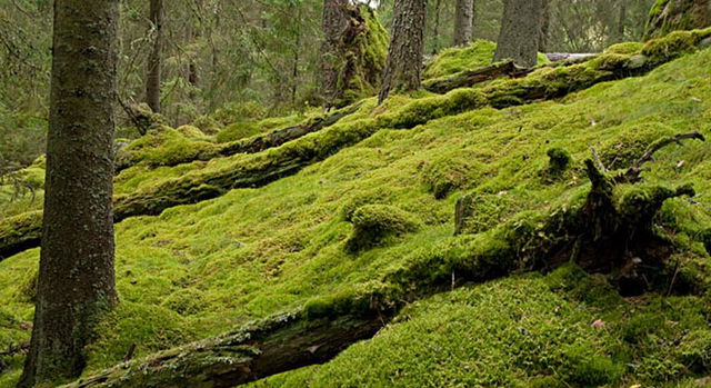 Flatlandsmossen, Naturreservat