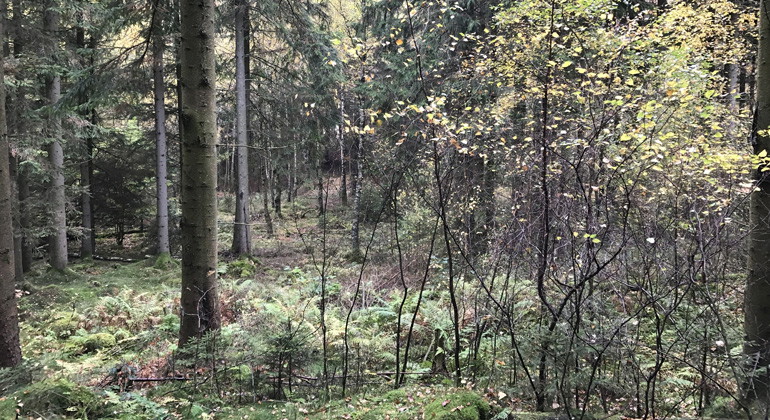 Sumpskog.
