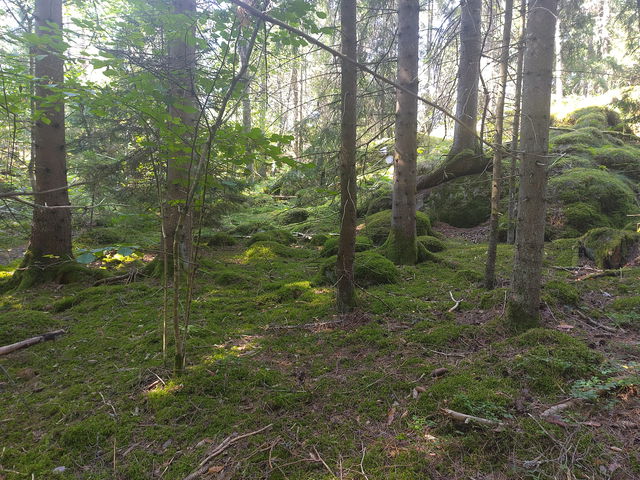 Storhultet, Naturreservat