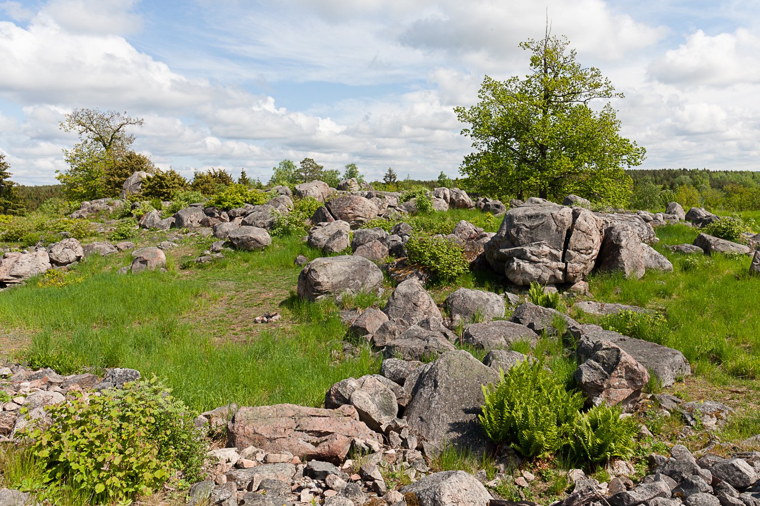 På ojämn gräsmark finns flera högar av sten och stora stenar utspridda. I bakgrunden växer flera träd. 