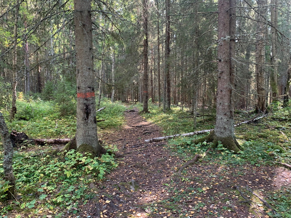 Längs med leden