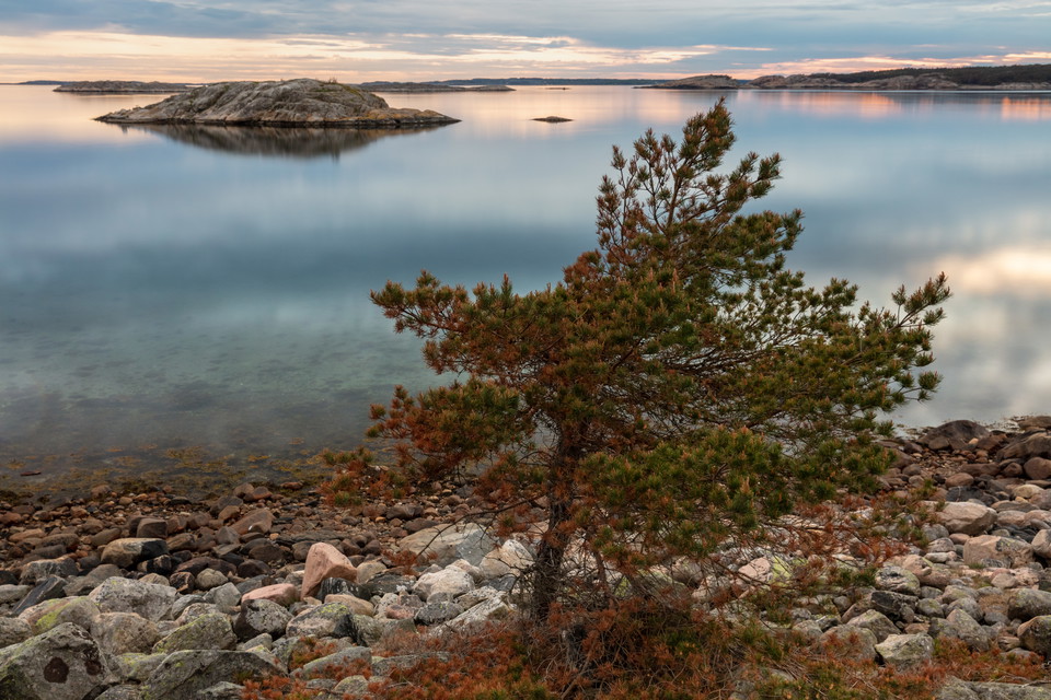 Stenig strand med litet träd, vid havet