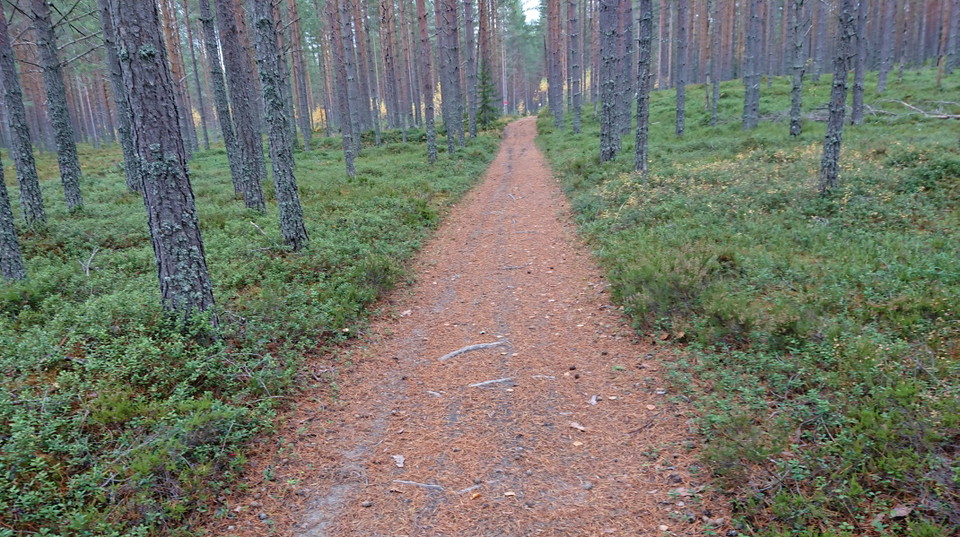 Mot Jädraås. Foto: Maria Hammarström, 2021