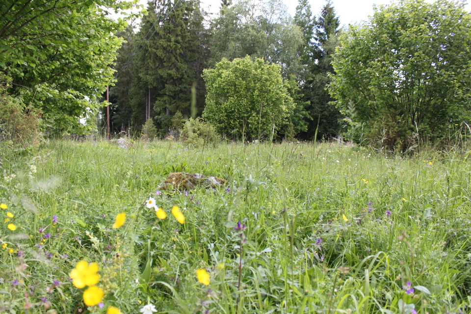 En sommaräng med massor av blommor.