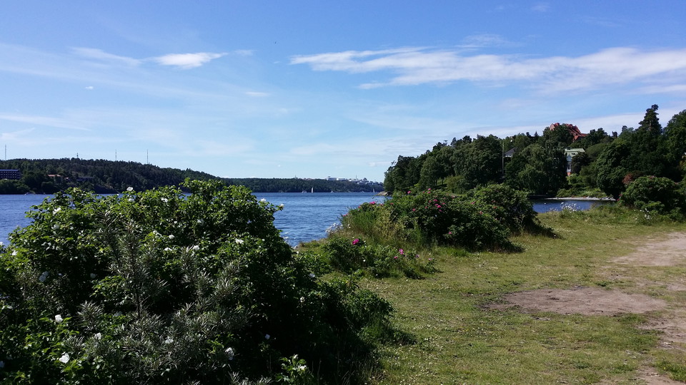 Rosbuskar på pir i Brevik. Foto Lidingö stad