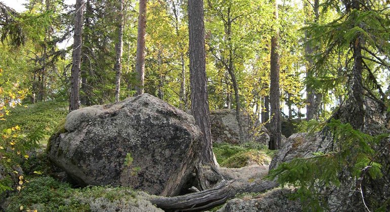 Över stock och sten i Nävehedens naturreservat.