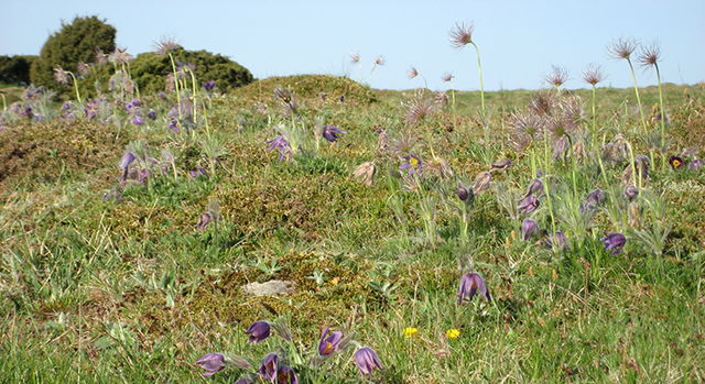 Högebjär, Naturreservat