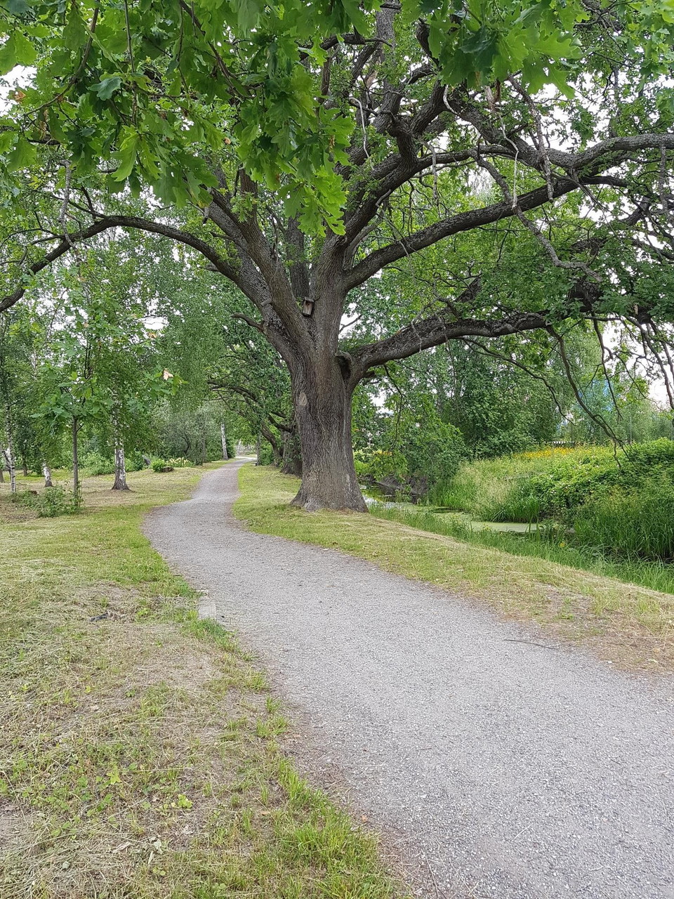 Grövre ekar som växer utmed Väsbyån.