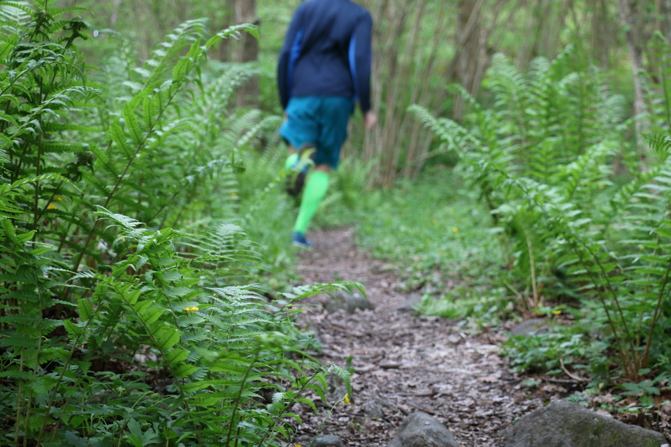 Man joggar på stigen längs leden. På sidorna växer frodiga ormbunkar.