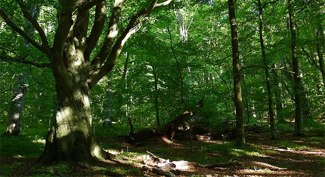 Stora Kärrs bokskog, Naturreservat
