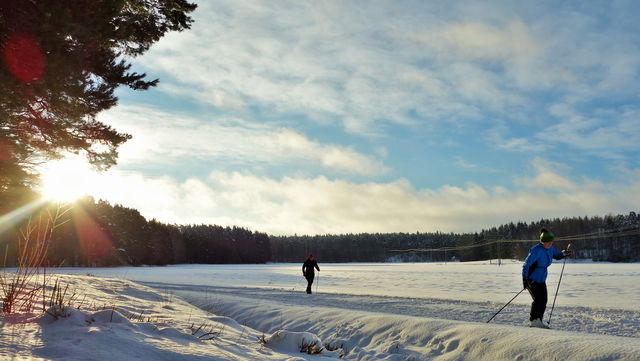 Vrinneviskogen