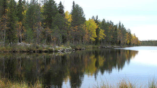 Rönsmyran