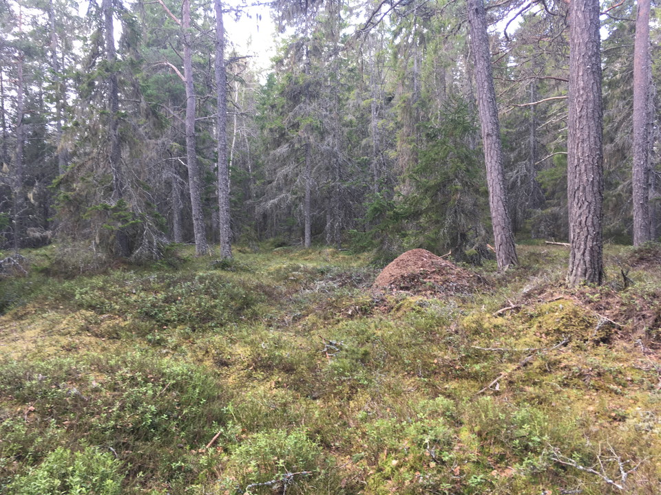 En skog med kuperad terräng och många gamla träd. Det finns inga stigar på marken.