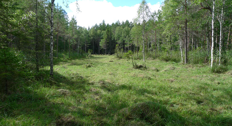 I rikkärret växer orkidéer.