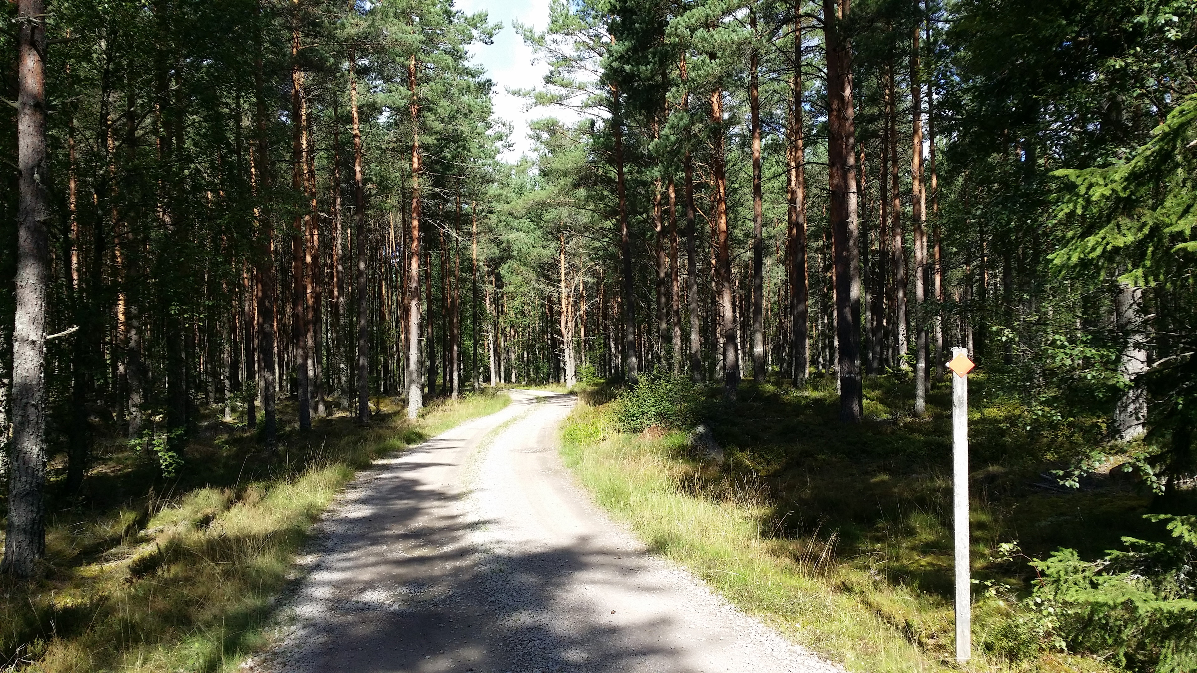 Hemmesjö; genom tallskog