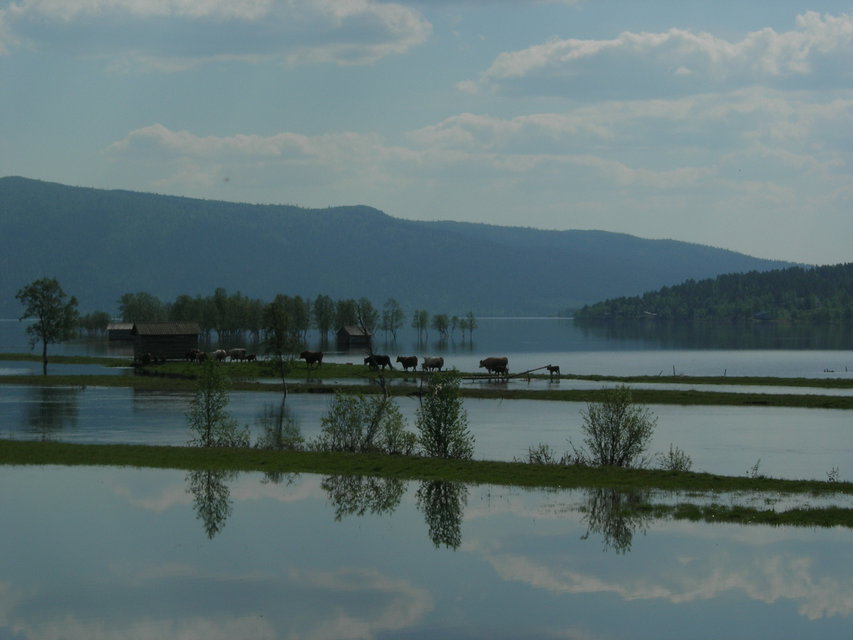 Kosläpp i Ammarnäsdeltat, foto Ludmilla Wieslander