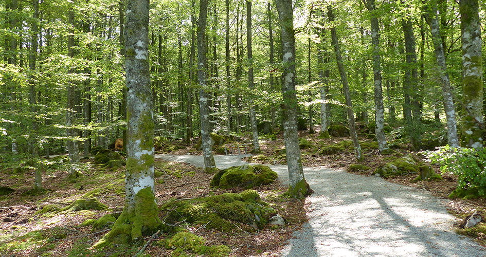 Bokslingan (Bjurkärr)