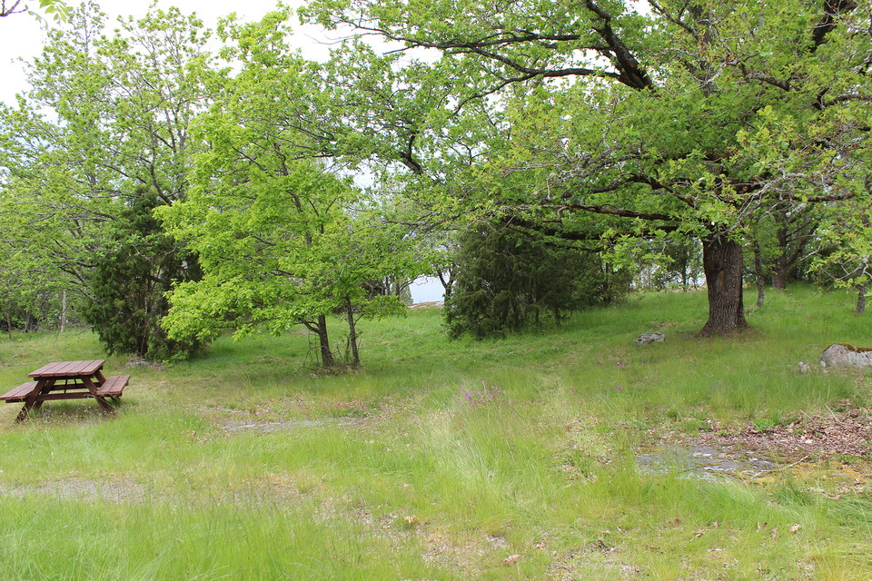 Äng/skogsglänta med sittbänk och bord.