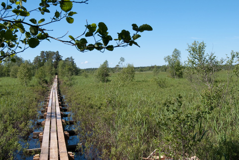En lång träspång går över en våtmark.