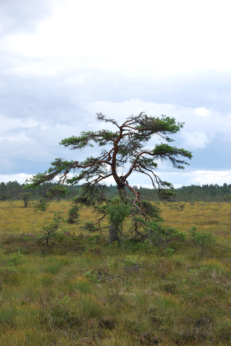 Fotograf: Eva Elfgren