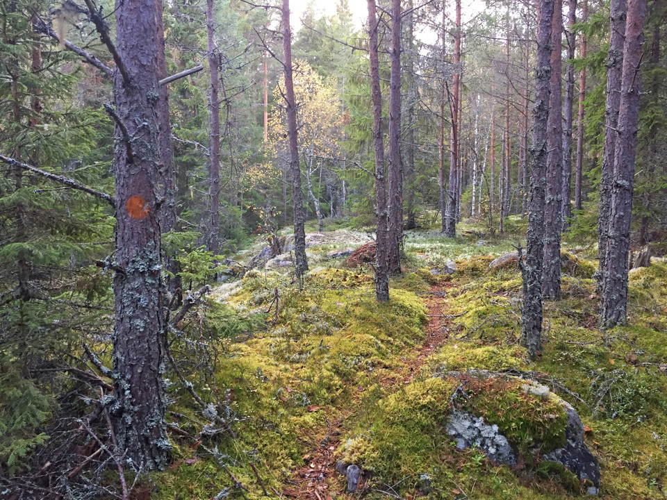 Ledmarkering och stig.