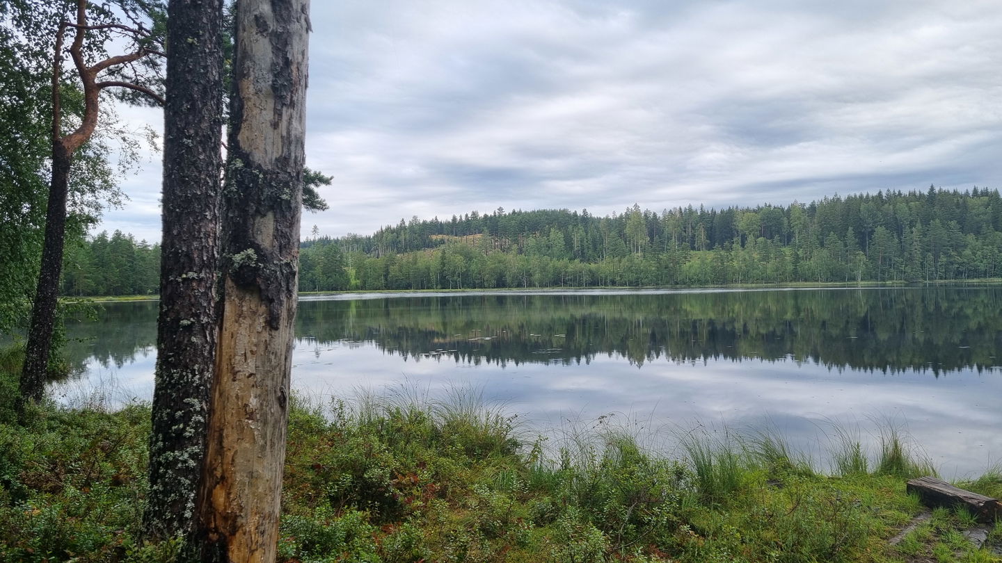 Tjärn med skogsomgivning.