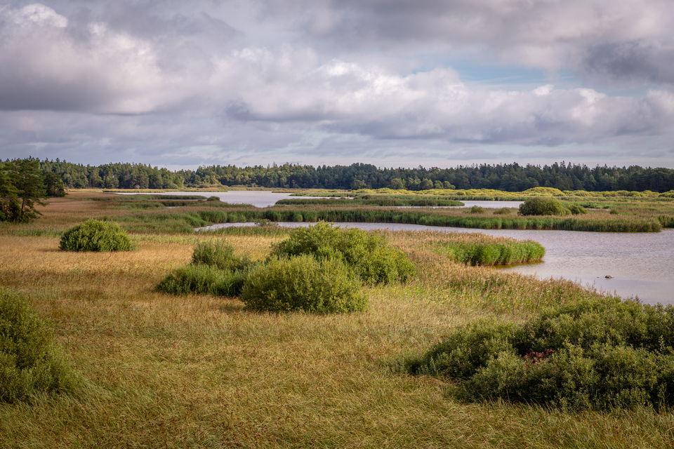 Utsikt över sjö och våtmark.