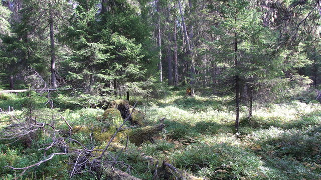 Granberget