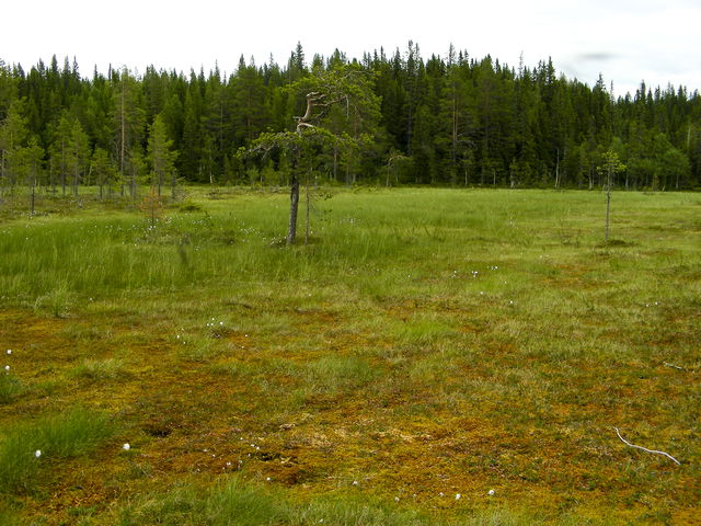 Sönner-Flakamyren