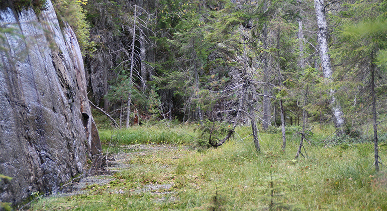 Tippmyren, Naturreservat